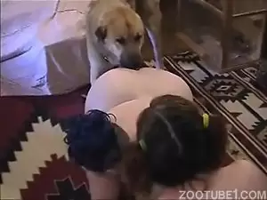 Cachorro lambendo o cuzinho da mulher gorda
