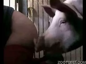 Esposa de quatro para porco favorito do marido