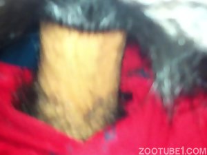 Porno zoofilia com animais lambendo rola dura