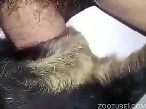 Primeiro porno com um cãozinho bem pequeno