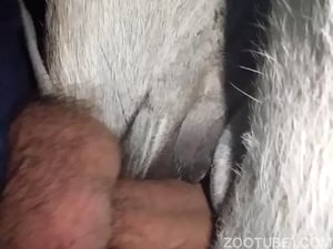 Transando dentro de um apartamento com animais