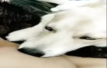 Cachorro branco querendo ver mulher gozando
