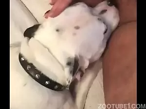 Cachorro de raça branco é apaixonado buceta