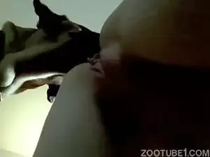 Cachorro de raça lambendo buceta magrinha