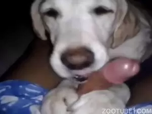 Cachorro de rua chegou pulando na rola do homem