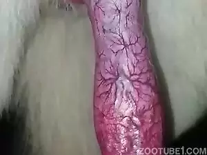 Cachorro não para de gozar na buceta dessa puta