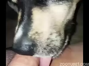 Cachorro não para de lamber as bolas do seu dono