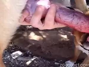 Cachorro não sai de cima da safada da fazenda