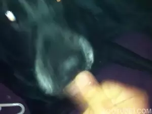 Cachorro preto aprendendo pagar boquete