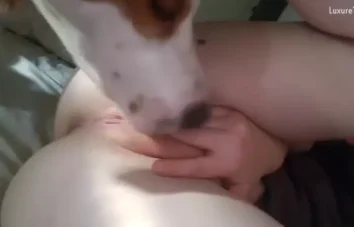 Cachorro vendo dona com buceta rosa toda melada