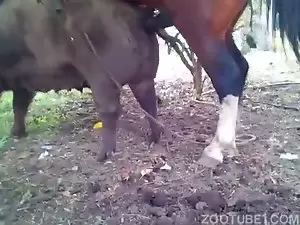 Cavalo chegou socando com vontade até gozar