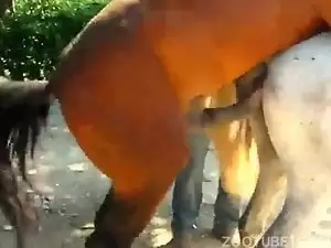 Cavalo recebendo ajuda para fuder uma égua
