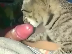 Gato recebe leite quente do homem todos os dias