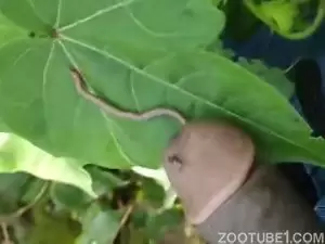 Homem de pau duro masturbando pra minhoca