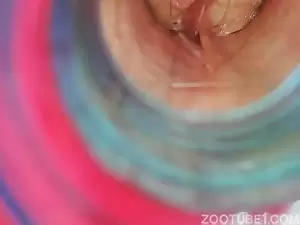 Homem fazendo video de zoofilia com seu animal