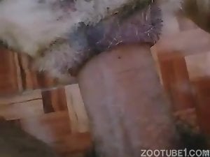 Homem gay sempre pega o animal para fuder