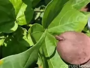 Homem gosta se masturbar enquanto olha pra lesma