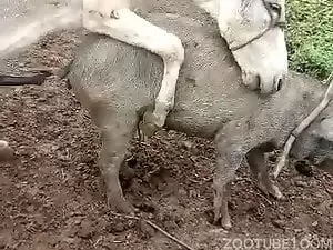Jumendo no mato enfiando a rola enorme