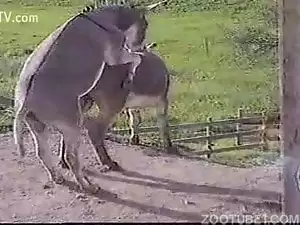 Jumento chegou subindo e socando a rola enorme