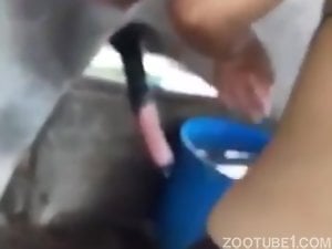 Jumento em video zoo querendo fuder buceta