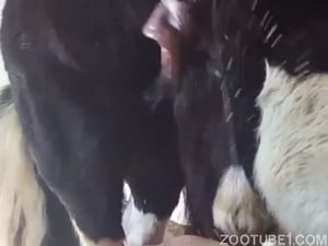 Muita putaria com esses animais transando