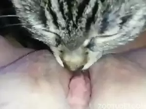 Mulher de 40 anos deixando gato cheirar sua xoxota