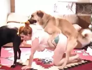 Mulher deliciosa transando com dois cachorros