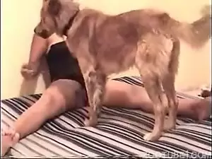 Mulher solitaria pegou um cachorro novo