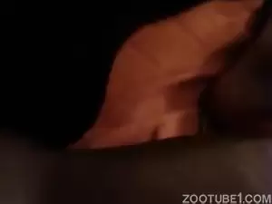 Pessoas fazendo video caseiros com seus animais
