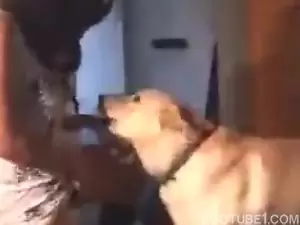 Porno de homem ensinando pet mamar sua rola
