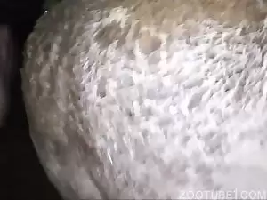 Putaria zoofilia com animal querendo gozar dentro