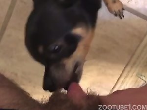 Treinando cão para fazer esposa gozar todos os dias