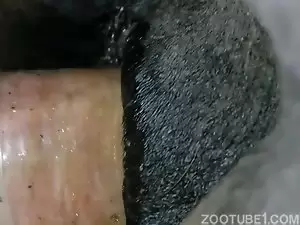 Xvideos zoofilia homem comendo buceta de égua
